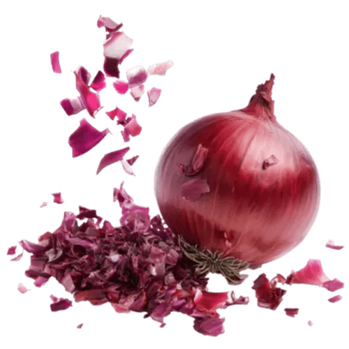 Fresh Onion Export India